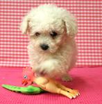 Supermooie Bichon Frisé pups!, 15 weken tot 1 jaar, Overige rassen, Buitenland, Teef