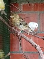 Jonge kanarie man, Dieren en Toebehoren, Vogels | Kanaries, Mannelijk, Zangkanarie