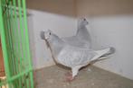 kleurpostduiven, Animaux & Accessoires, Oiseaux | Pigeons, Pigeon voyageur