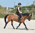 Allround c pony merrie, Dieren en Toebehoren, Merrie, L, Gechipt, 11 jaar of ouder
