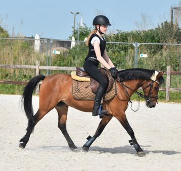Allround c pony merrie, Jument, L, Vermifugé, 11 ans ou plus