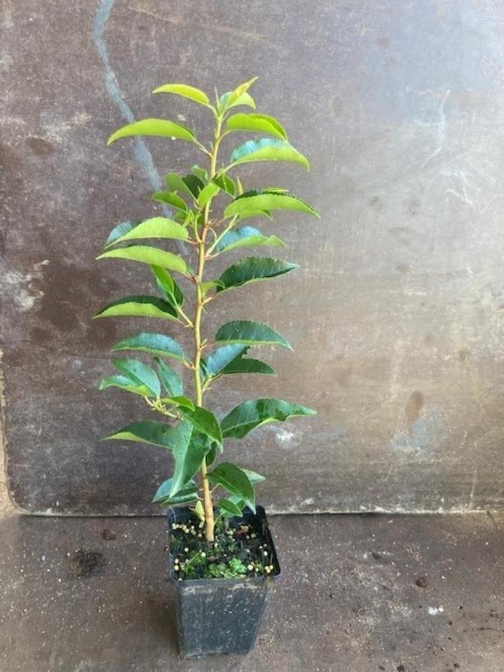 Portugese laurier (Prunus angustifolia) 40/50 cm in pot 9x9, Tuin en Terras, Planten | Struiken en Hagen, Struik, Laurier, Minder dan 100 cm