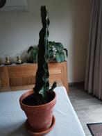 45cm, Huis en Inrichting, Kamerplanten, Ophalen, Cactus