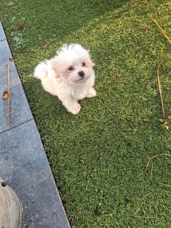 Maltezer pups, Dieren en Toebehoren, Honden | Chihuahua's en Gezelschapshonden, Meerdere dieren, Maltezer, Fokker | Hobbymatig