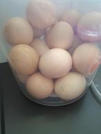 Shamo eieren