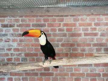 Prachtige Ramphastos toco man beschikbaar voor biedingen