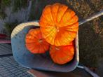 Pompoenen, Tuin en Terras, Bloembollen en Zaden, Ophalen