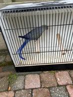 violet halsband man, Dieren en Toebehoren, Vogels | Parkieten en Papegaaien, Geringd