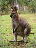wallaby tekoop gevraagt vrouwtje