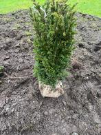 Taxus op kluit 60/80, Tuin en Terras, Ophalen of Verzenden, Taxus