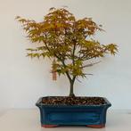 Acer palmatum 'Katsura' bonsai (3), Tuin en Terras, In pot, Halfschaduw, Lente, Minder dan 100 cm