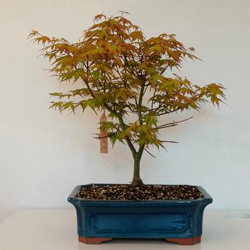 Acer palmatum 'Katsura' bonsai (3) beschikbaar voor biedingen