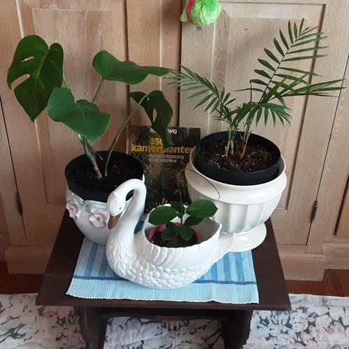 Mooie planten 7€/st, 15€ alledrie samen + GRATIS boek, Maison & Meubles, Plantes d'intérieur, En pot, Enlèvement ou Envoi