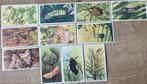 11 oude prentjes: insecten (Veen), Ophalen of Verzenden, Gebruikt, Dier, Prent