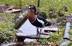 Roodhalsgans gezocht, Dieren en Toebehoren, Pluimvee