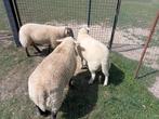 3 jonge rammen, Dieren en Toebehoren, Schapen, Geiten en Varkens, Mannelijk, Schaap, 0 tot 2 jaar