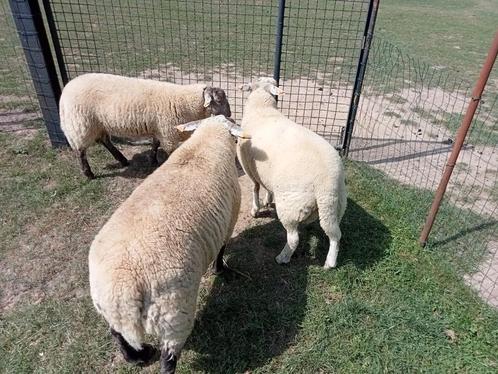 3 jonge rammen, Dieren en Toebehoren, Schapen, Geiten en Varkens, Schaap, Mannelijk, 0 tot 2 jaar