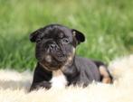 Franse Bulldog pup Black & tan, Dieren en Toebehoren, Honden | Bulldogs, Pinschers en Molossers, België, Reu, CDV (hondenziekte)