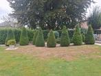 8 taxus boompjes 2 meter  , 2 coniferen 1,70 meter, Ophalen