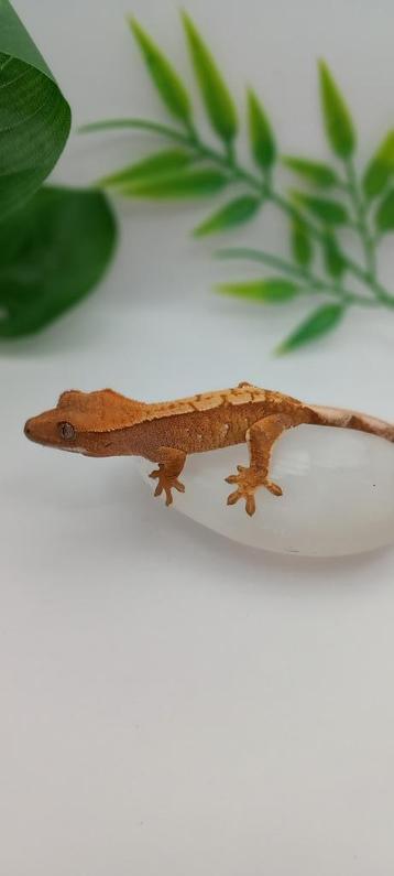 Poss vrouw Red Extreme Harlequin wimpergekko baby beschikbaar voor biedingen