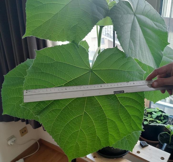 Paulowniahout, Tuin en Terras, Planten | Bomen, Overige soorten, Minder dan 100 cm, Volle zon, In pot, Ophalen