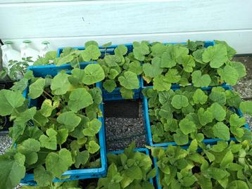 Plantes Butternut et autres citrouilles