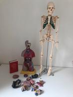 Anatomische fysiologische/ skelet, Gebruikt, Ophalen of Verzenden, Pop