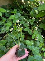 Gratis levering Aardbeienplantjes regio Leuven, Enlèvement ou Envoi