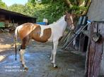 Leasepony's /ruiter(s) gezocht (geen bijdrage), Dieren en Toebehoren, Merrie, B, Springpony, 3 tot 6 jaar