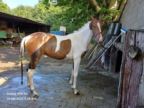 Leasepony's /ruiter(s) gezocht (geen bijdrage), Dieren en Toebehoren, Pony's, Merrie, B, Springpony, 3 tot 6 jaar