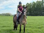 Brave D pony, Merrie