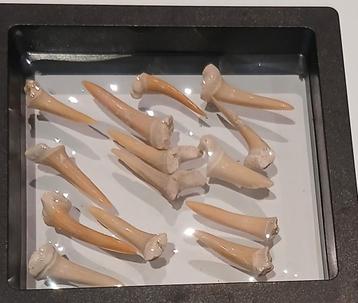 Dents de requin fossiles, Enlèvement ou Envoi