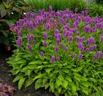 Stachys monnieri ‘Hummelo’, Tuin en Terras, Ophalen