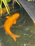Japanse Koi yamabuki doitsu ogon 80 cm bekende Izumiya-lijn, Dieren en Toebehoren, Vissen | Vijvervissen
