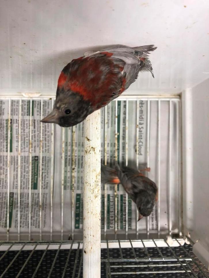 Tarins mutations 2025 canaris razas 2025, Dieren en Toebehoren, Vogels | Overige Vogels, Mannelijk