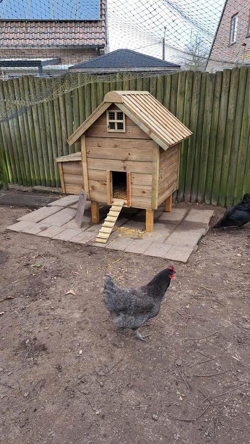 Mooie kippen hokken, Dieren en Toebehoren, Pluimvee | Toebehoren, Zo goed als nieuw, Ophalen