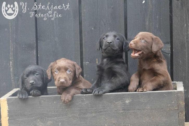 labrador pups, beide ouders zijn hier aanwezig, Dieren en Toebehoren, Honden | Retrievers, Spaniëls en Waterhonden, Meerdere dieren