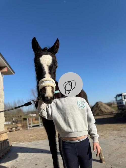 Knappe jaarling, Dieren en Toebehoren, Paarden, Ruin, Niet van toepassing, 165 tot 170 cm, 0 tot 2 jaar, Springpaard, Met stamboom