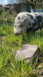 2 varkens op zoek naar een nieuwe thuis, Mannelijk, Varken, 6 jaar of ouder