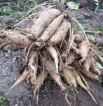 Yacon planten, Ophalen, Volle zon, Groenteplanten, Eenjarig