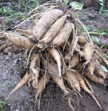 Yacon planten beschikbaar voor biedingen