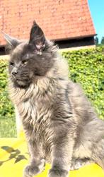 Blue Smoke Maine Coon poesje met stamboom!, Dieren en Toebehoren, Katten en Kittens | Raskatten | Langhaar, Poes, Gechipt, 0 tot 2 jaar