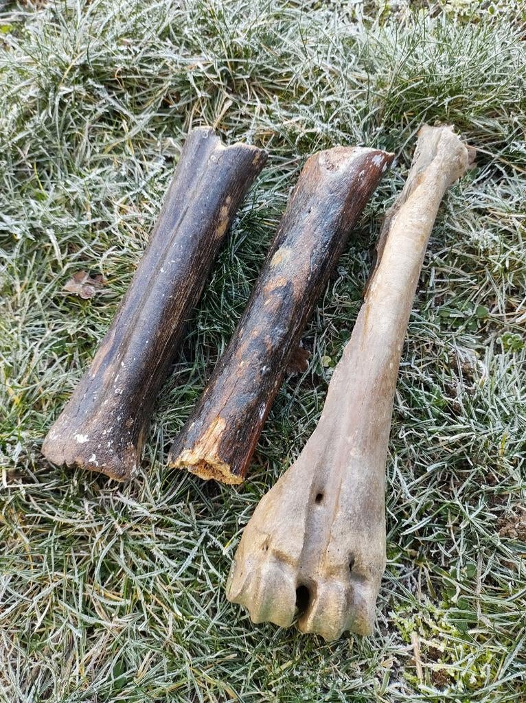 Fossiele botfragmenten - Noordzee, Verzamelen, Mineralen en Fossielen, Ophalen of Verzenden, Fossiel