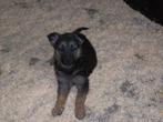 duitse herder pups, Dieren en Toebehoren, Honden | Herdershonden en Veedrijvers, België, Fokker | Hobbymatig, Reu, 8 tot 15 weken