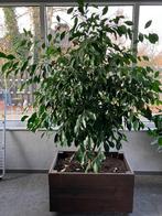 Ficus, Maison & Meubles, Plantes d'intérieur, Ficus, En pot, 150 à 200 cm, Enlèvement