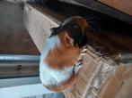 Mooie cavia's, Dieren en Toebehoren, Knaagdieren, Juni, Cavia