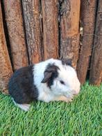 Jong us teddy zeugje, Animaux & Accessoires, Rongeurs, Domestique, Janvier, Cobaye, Femelle