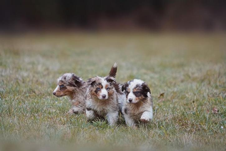 Border collie, Animaux & Accessoires, Boîtes de transport