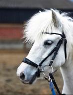Pony, Dieren en Toebehoren, Ophalen of Verzenden