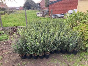 Schijnhulst / Osmanthus burkwoodii 40/60 C3 beschikbaar voor biedingen